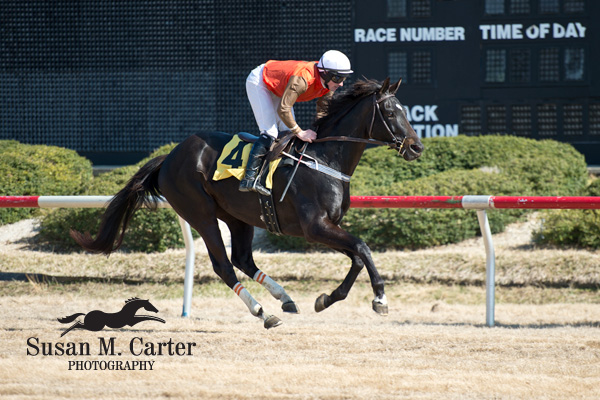 06 April 2013: Mr. Hot Stuff and Sean Flanagan win the training flat race at the Dogwood Classic at Colonial Downs in New Kent, Va. Mr. Hot Stuff is owned by Mrs. S.K. Johnston, Jr and trained by Jack Fisher (Susan M. Carter/Eclipse Sportswire)