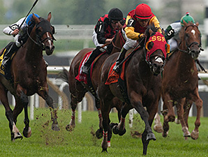 Up With Birds is one of 7 Graham Motion trained horses nominated to the Commonwealth Turf Cup; courtesy of Michael Burns