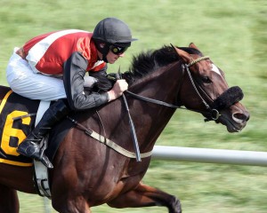 Renown wins a Virginia Downs allowance at Great  Meadow, Sept. 20 ---photo courtesy of Kurtis Coady