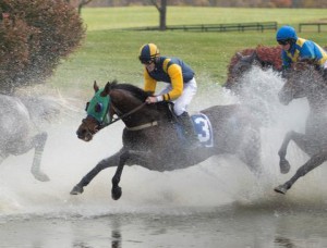 Personal Brew leads the 2015 International Gold Cup as the field encounters an obstacle