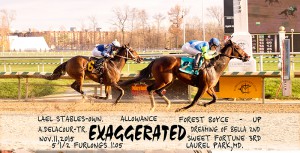Lael Stables' Exaggerated made it 3-for-4 when she captured an allowance race at Laurel Nov. 11, 2015