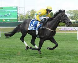 Demonstrative is the 2014 Eclipse Award winning Steeplechase Horse of the Year - photo courtesy of Twin Spires