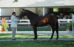 VEA Track Superintendent J.D. Thomas is pictured showing  a horse 