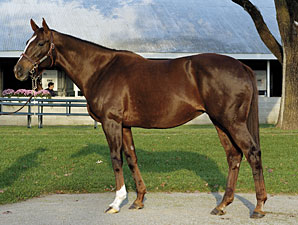 The Rogers' were one of the earliest weanling-to-yearling pinhookers, and notable graduate Sharp Cat, winner of 7 Grade I stakes, is shown here. 