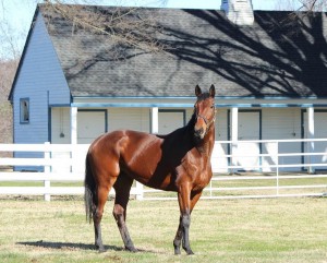 Groundshaker, the last horse bred and raced by Penny Chenery, will be special guest at the upcoming Virginia Horse Festival.