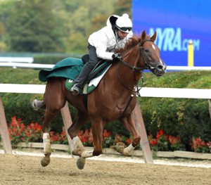Homespun Hero is shown working out last fall. Courtesy of Barclay Tagg website.