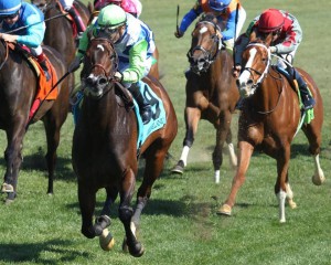 Bred by the Hart Farm, Exaggerated won by 1 1/2 lengths in Saturday's Giant's Causeway Stakes. Photo courtesy of Coady Photography.