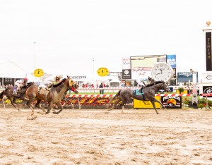 Cat Fiftyfive, a 4 year old Tale of the Cat colt, beat 9 others in a Preakness Day allowance race at Pimlico. Photo by Jim McCue.