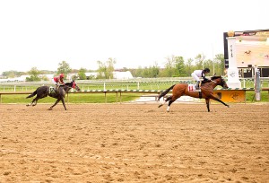 Tracy's Turn collects his fifth career victory at Laurel April 30th. The 5 year old Holy Bull horse was bred by Larry Johnson.