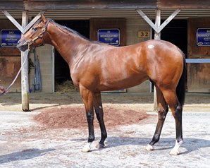 A colt by Medaglia d'Oro sold for $600,000 at Timonium Monday in the Fasig-Tipton 2 year old sale. Photo by Lydia Williams.