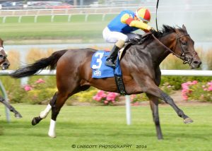 Queen Caroline, bred by Morgan's Ford Farm, won the $100,000 TaWee Stakes July 20. Photo courtesy of Indiana Grand.