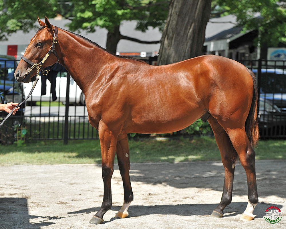 2015 colt by Curlin out of Dress the Part