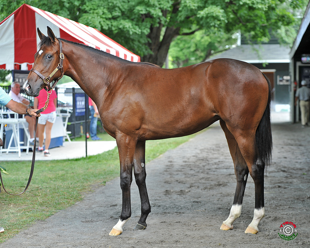 2015 filly by Ghostzapper out of Amber Grace