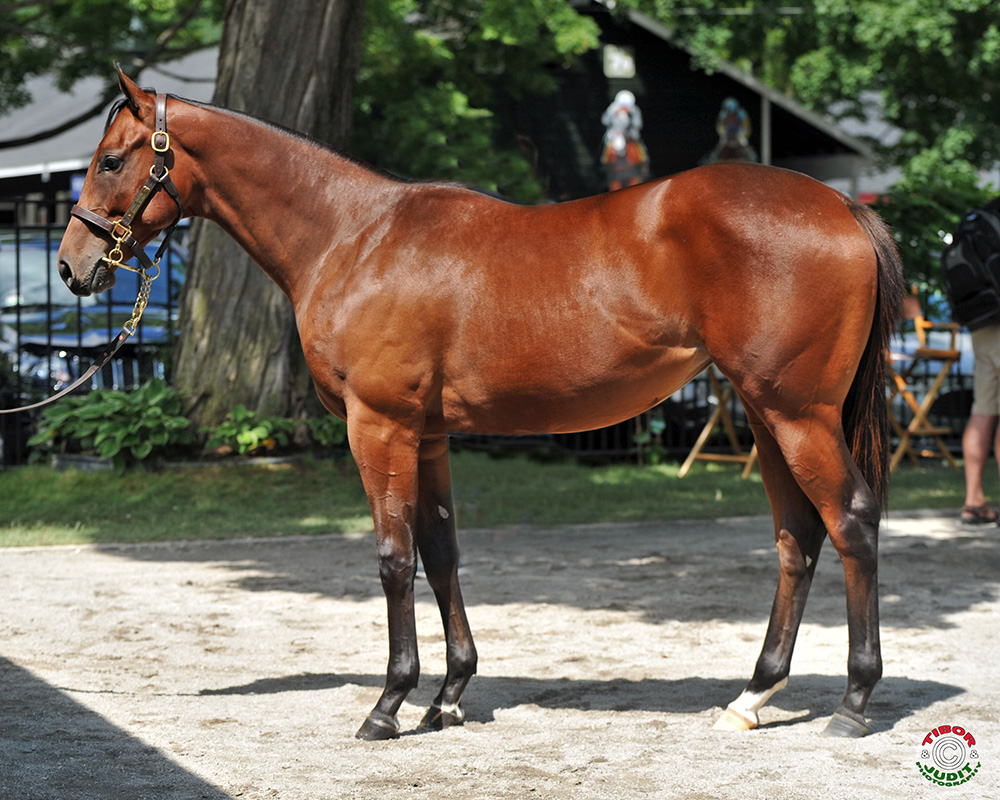 2015 filly by Animal Kingdom out of Garden District