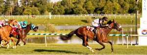 Mr. Magician, owned and bred by Larry Johnson, was best in a $22,000 waiver claiming race at Laurel August 19th. Photo by Jim McCue.