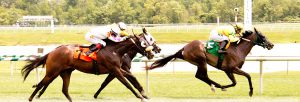 Jockey Horacio Karamanos led Perfect Trace to victory at Laurel August 6th. Photo by Jim McCue.