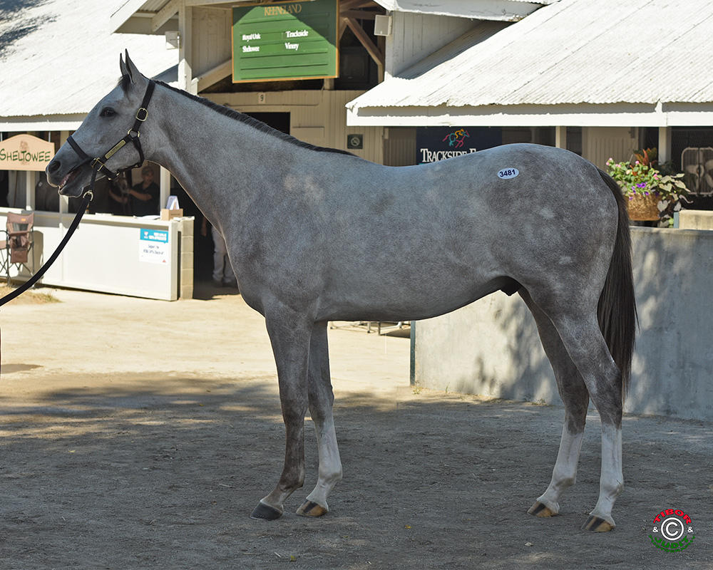 Hip #3481, a gray colt by Dunkirk out of $596,824 winner Silver Heart Bred by Nancy Terhune & Ernest Frohboese
