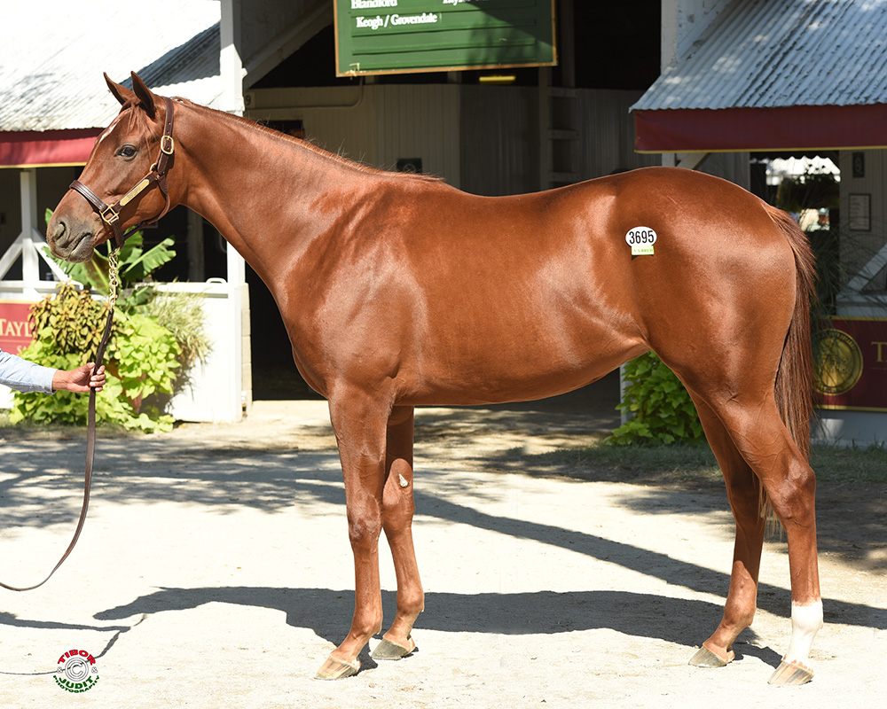 Hip #3695, a Mizzen Mast out of Gone Surfin' Bred by the William M. Backer revocable Trust 