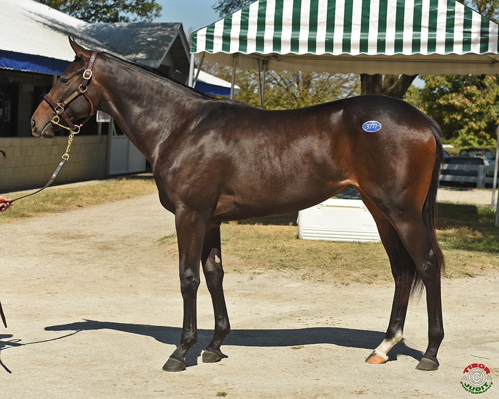 Hip # 3777, Audley Farm Equine, LLC's Eskendereya filly out of Midtown Miss