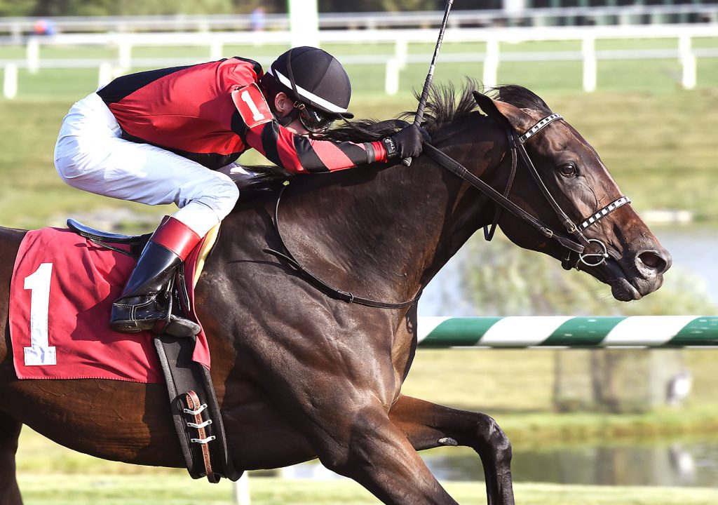 Rapid Rhythm, owned by David Ross and bred by the Lazy Lane Farms, LLC, won the Oakley Stakes at Laurel Saturday. photo by Jim McCue.