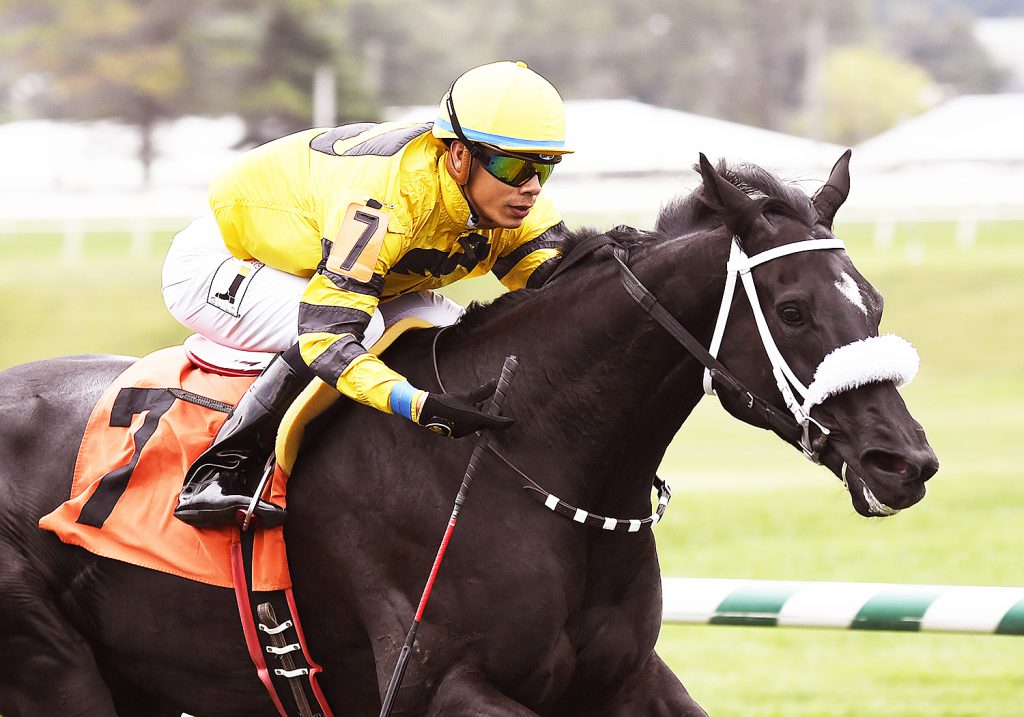 Skipalute, bred by the Morgan's Ford Farm, captured the '16 Brookmeade Stakes Saturday at Laurel. Photo by Jim McCue.