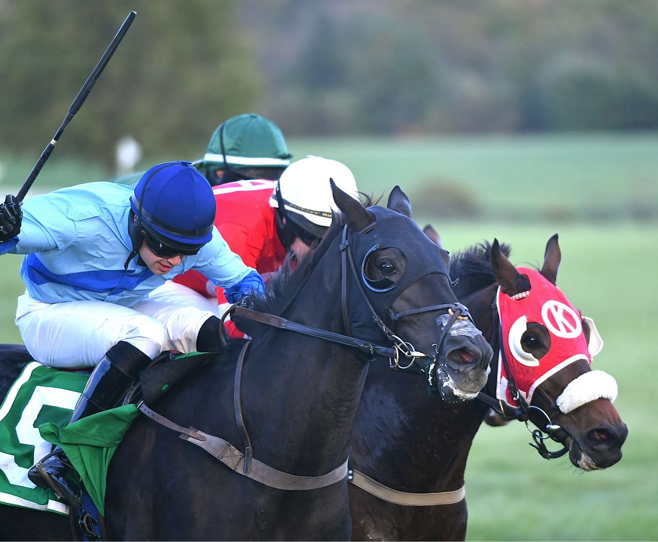 Virginia-bred Cryptos' Holiday won the $35,000 Old Dominion Turf Championship at Great Meadow October 22nd. Photo by Douglas Lees