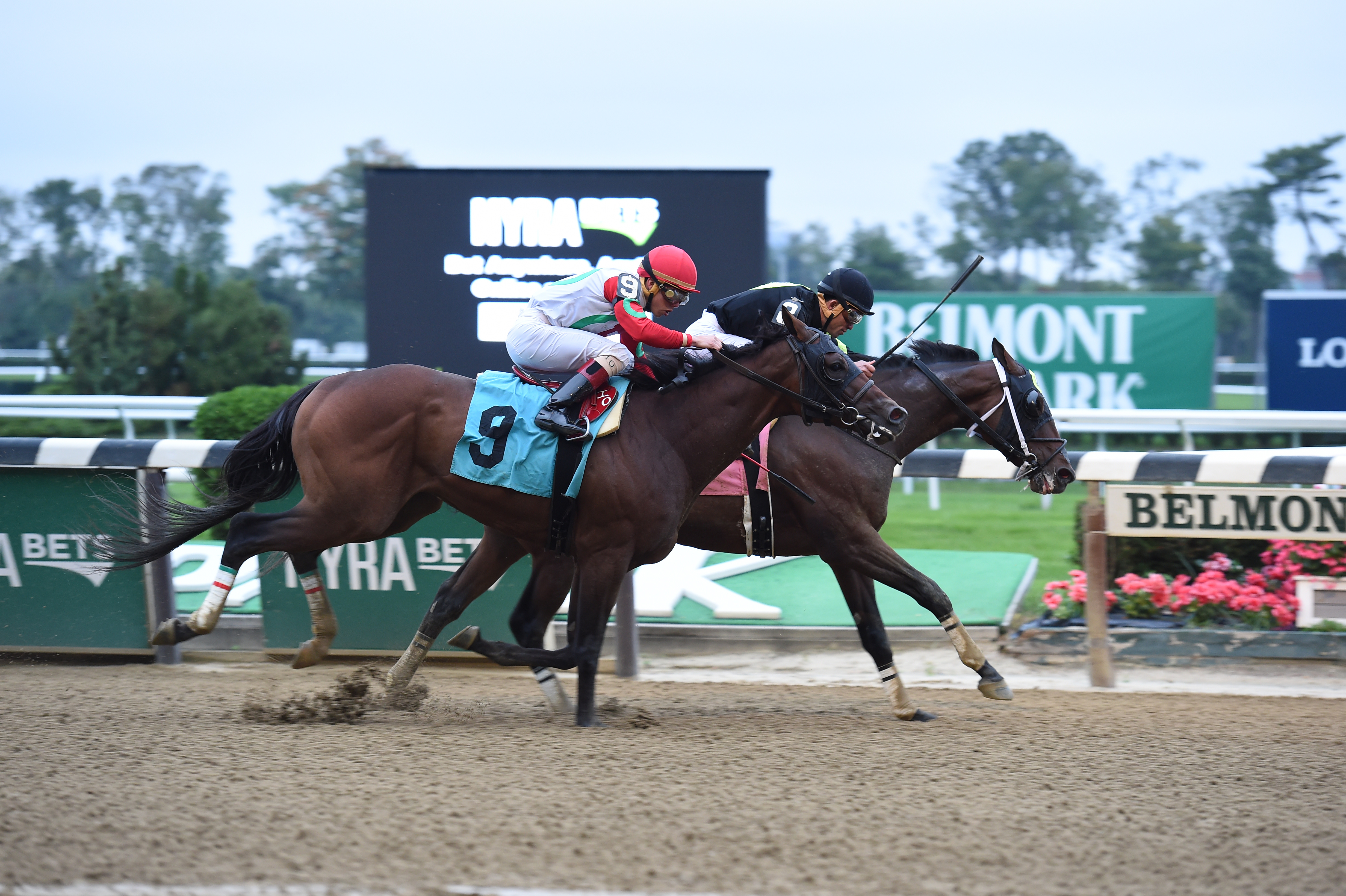 River Date, bred by Henry Carroll, went inside to score a win by a head over Do Share at Belmont October 2nd. Courtesy of Coglianese Photo.