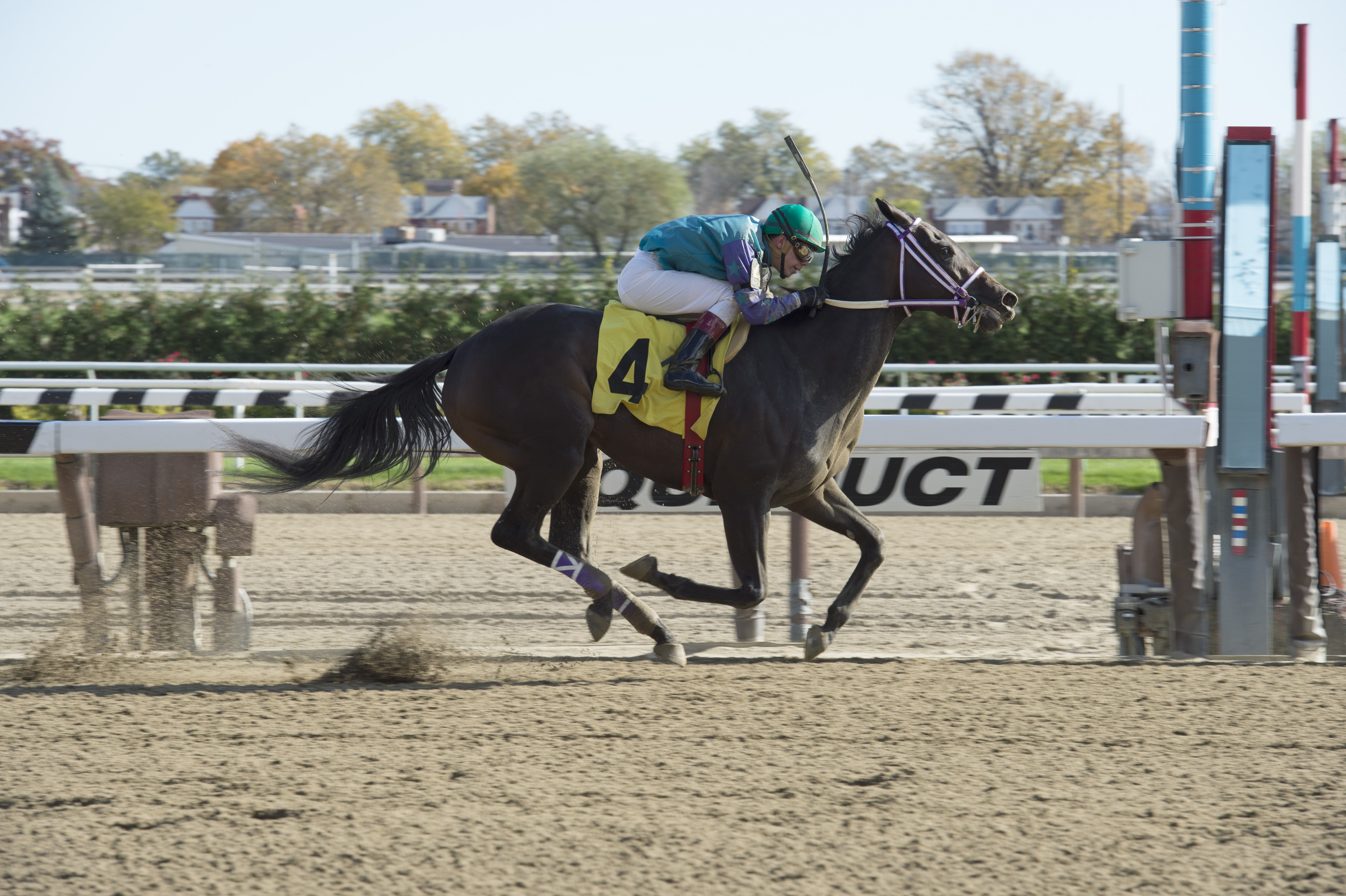 Chorus Line dominated in an upset win November 4th at Aqueduct. She has won 2 straight at the NYRA circuit in 2 weeks. Photo by Adam Coglianese.