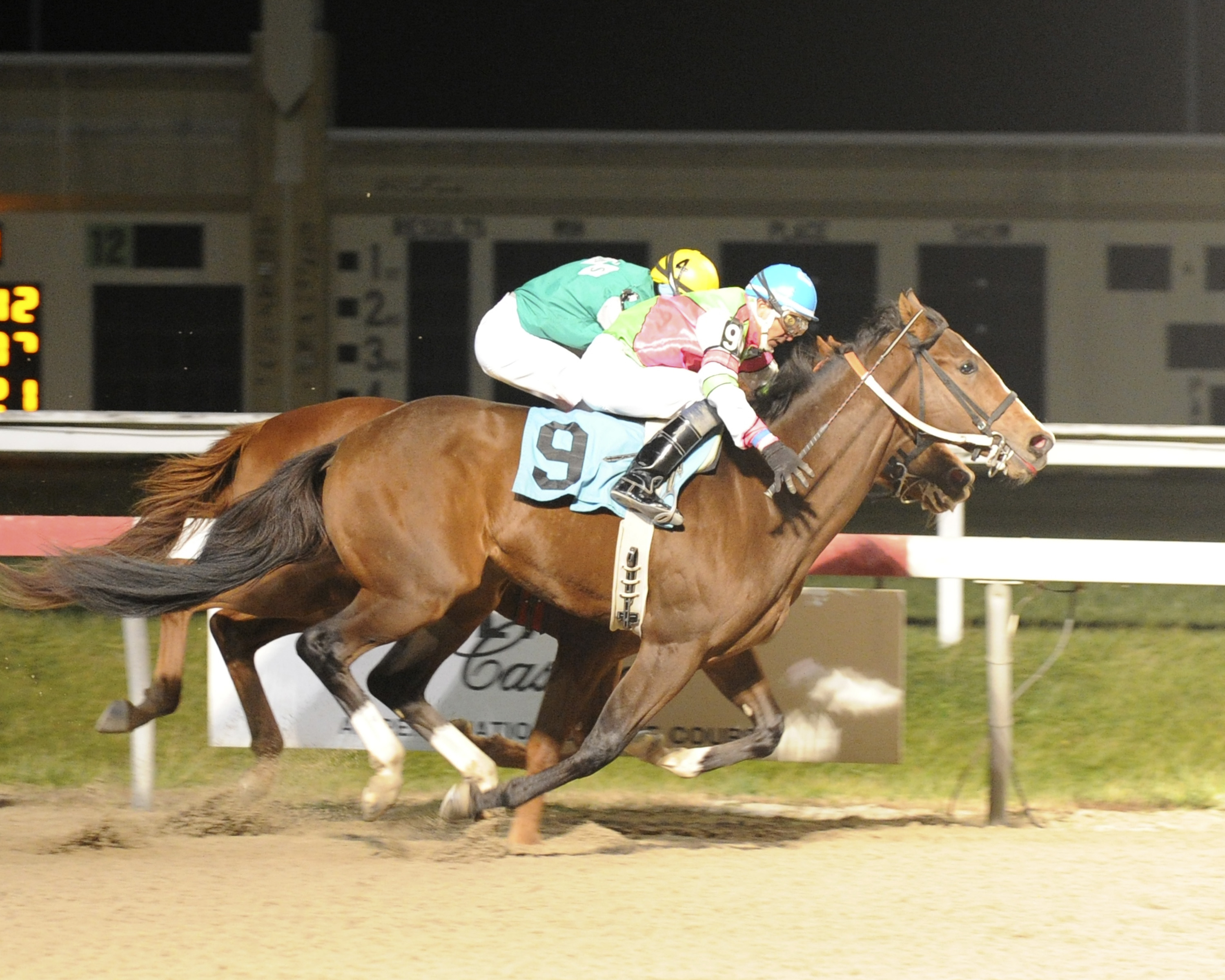 Peace of Green Rvf wins by a neck over Majestic Calling. Photo by B & D Photography.