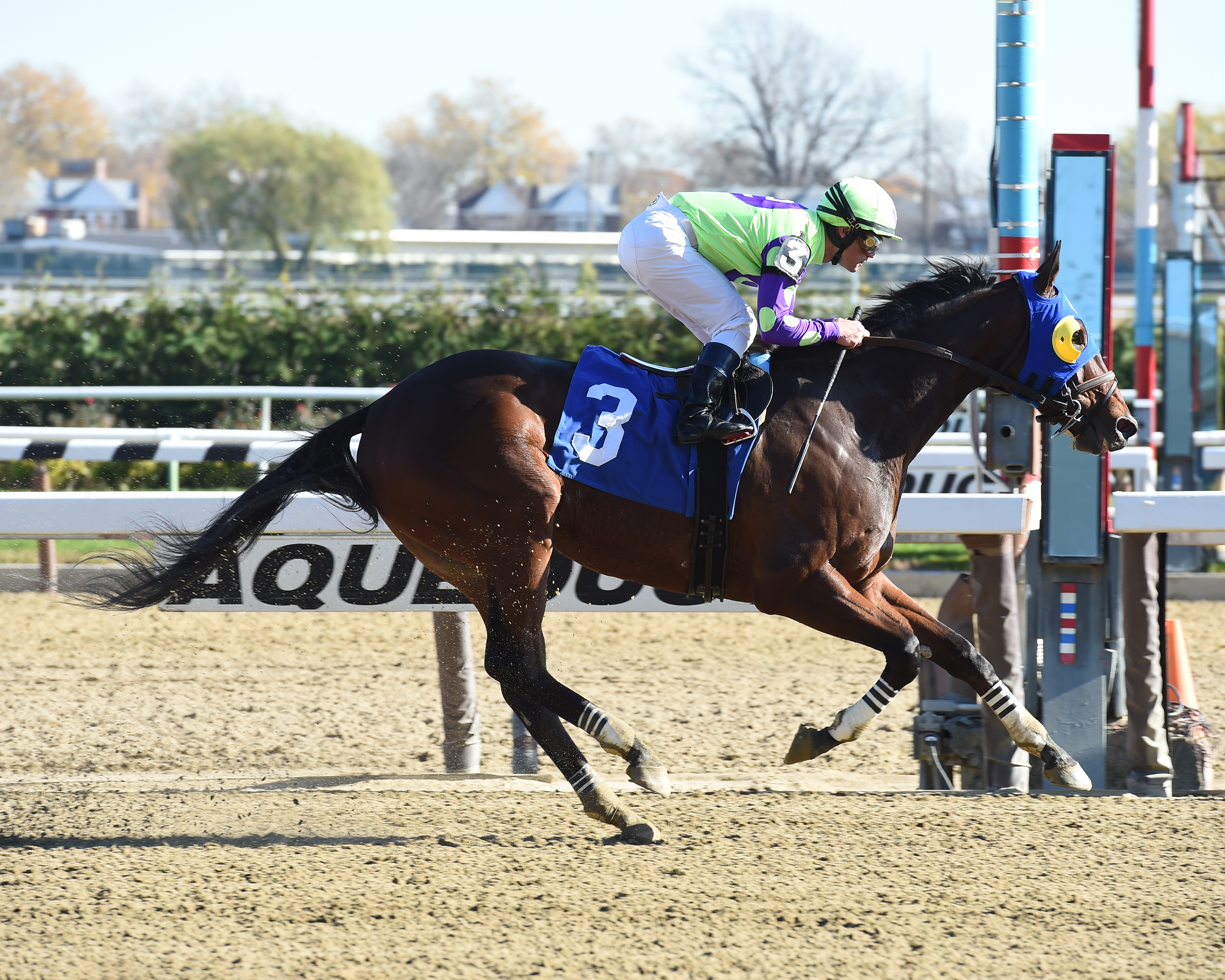 Jockey Javier Castellano directed River Date to victory at Aqueduct November 18th. Photo by Adam Coglianese.