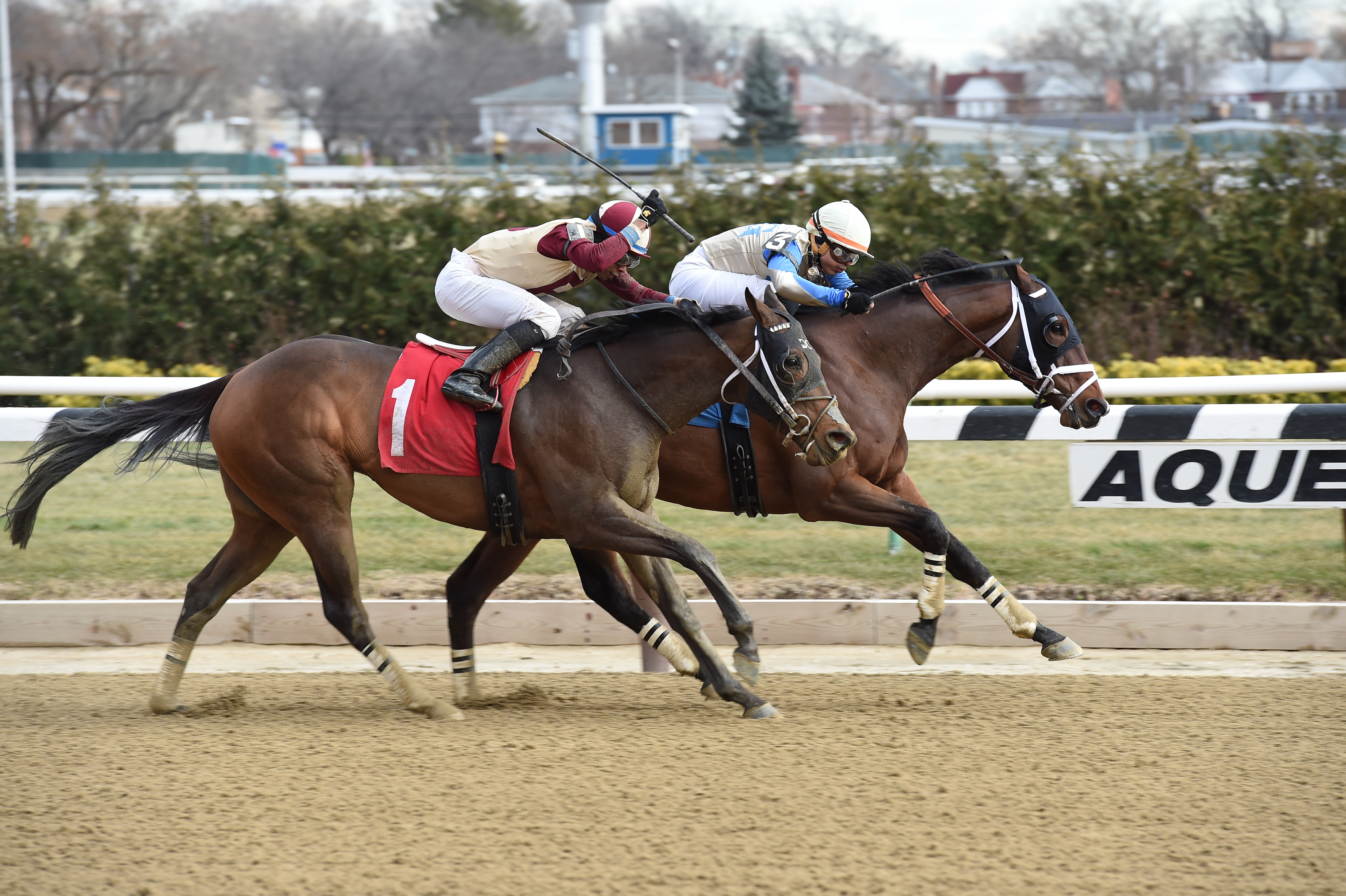 River Date went gate to wire December 30th at Aqueduct. Photo by Adam Coglianese.