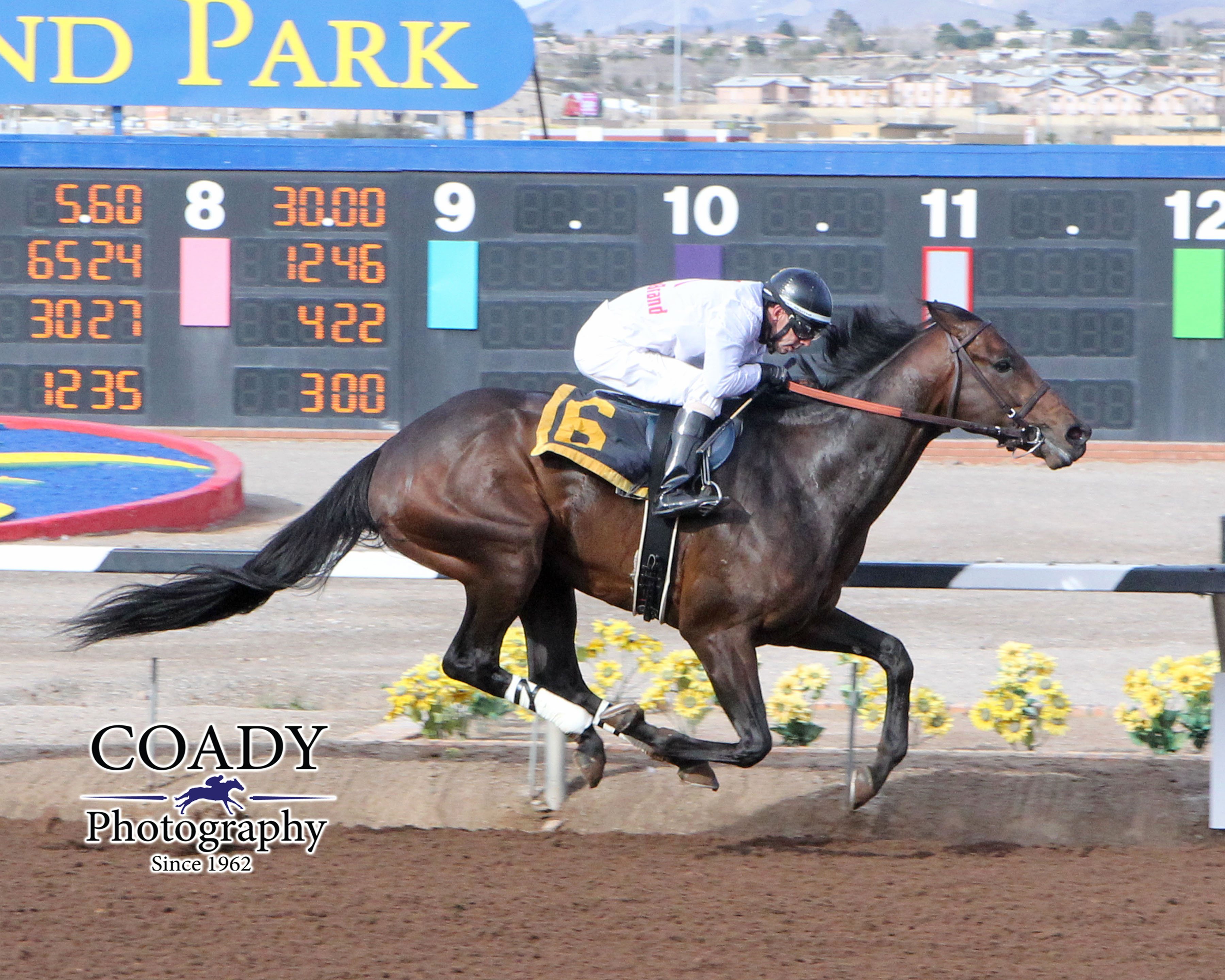 American Dubai, who was on the Derby trail as a 3 year old in 2016, captured his first race of 2017 Feb. 14 at Sunland. Photo courtesy of Coady Photography. 