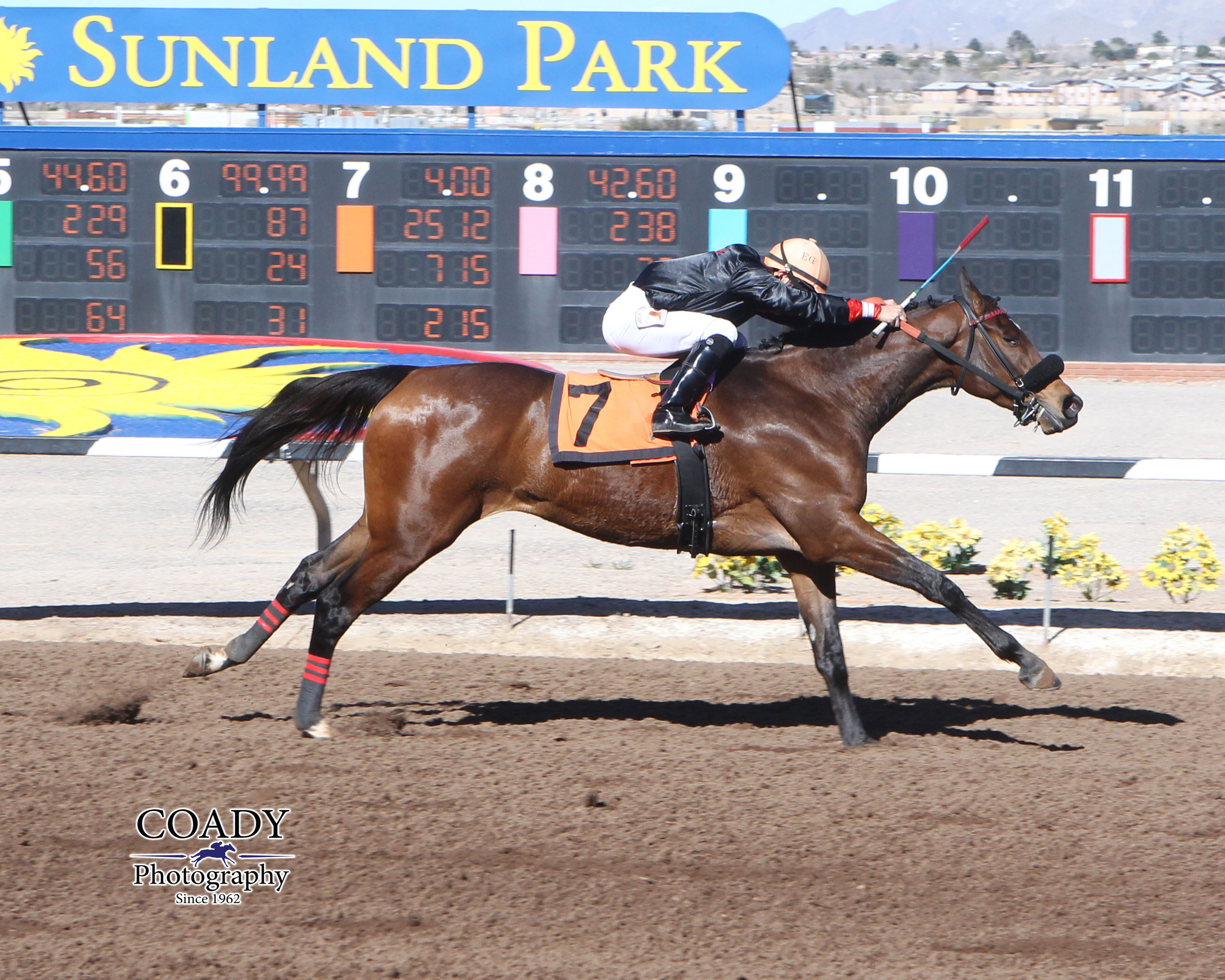 Chas's Legacy scored his sixth lifetime win at Sunland in a claiming race on Feb. 5th. photo courtesy of Coady Photography.