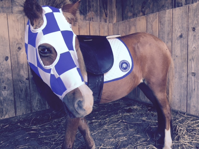 Miniature horse Mia has become a companion to Groundshaker at The Meadow. Courtesy of The Paulick Report.