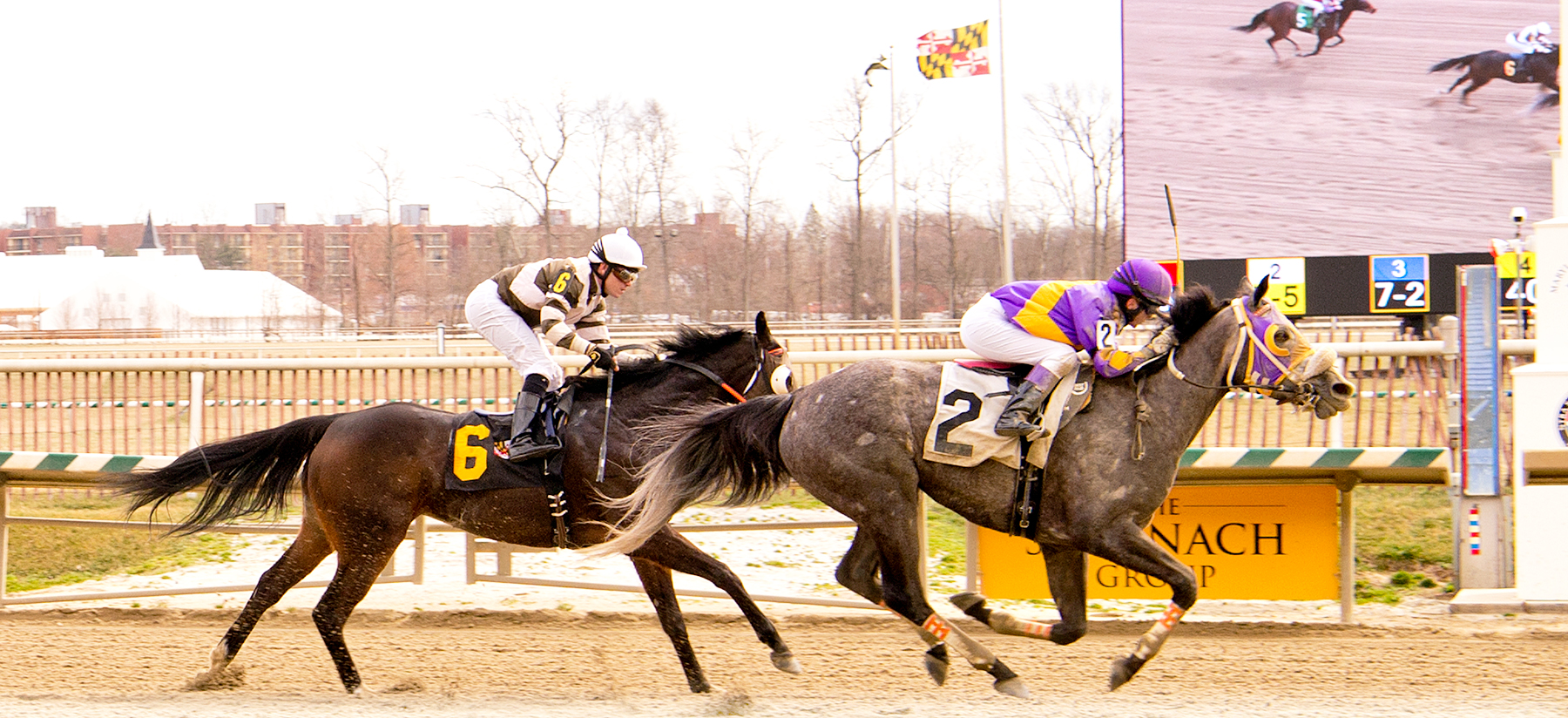 Street Miz, bred by Larry Johnson, won her second career race Feb. 25 at Laurel. Photo by Jim McCue.