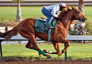 Dortmund, owned by Virginian Kaleem Shah, will compete on turf for new trainer Art Sherman. Photo by Gary Tasich