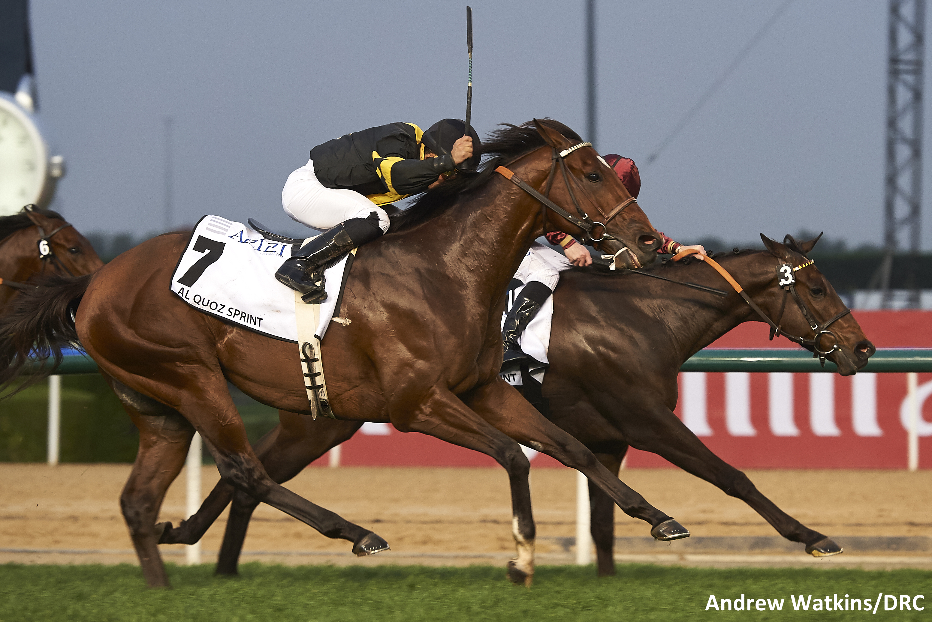 Long On Value was a close second in the $1 Million Al Quoz Sprint March 25th in Dubai. Photo by Andrew Watkins.