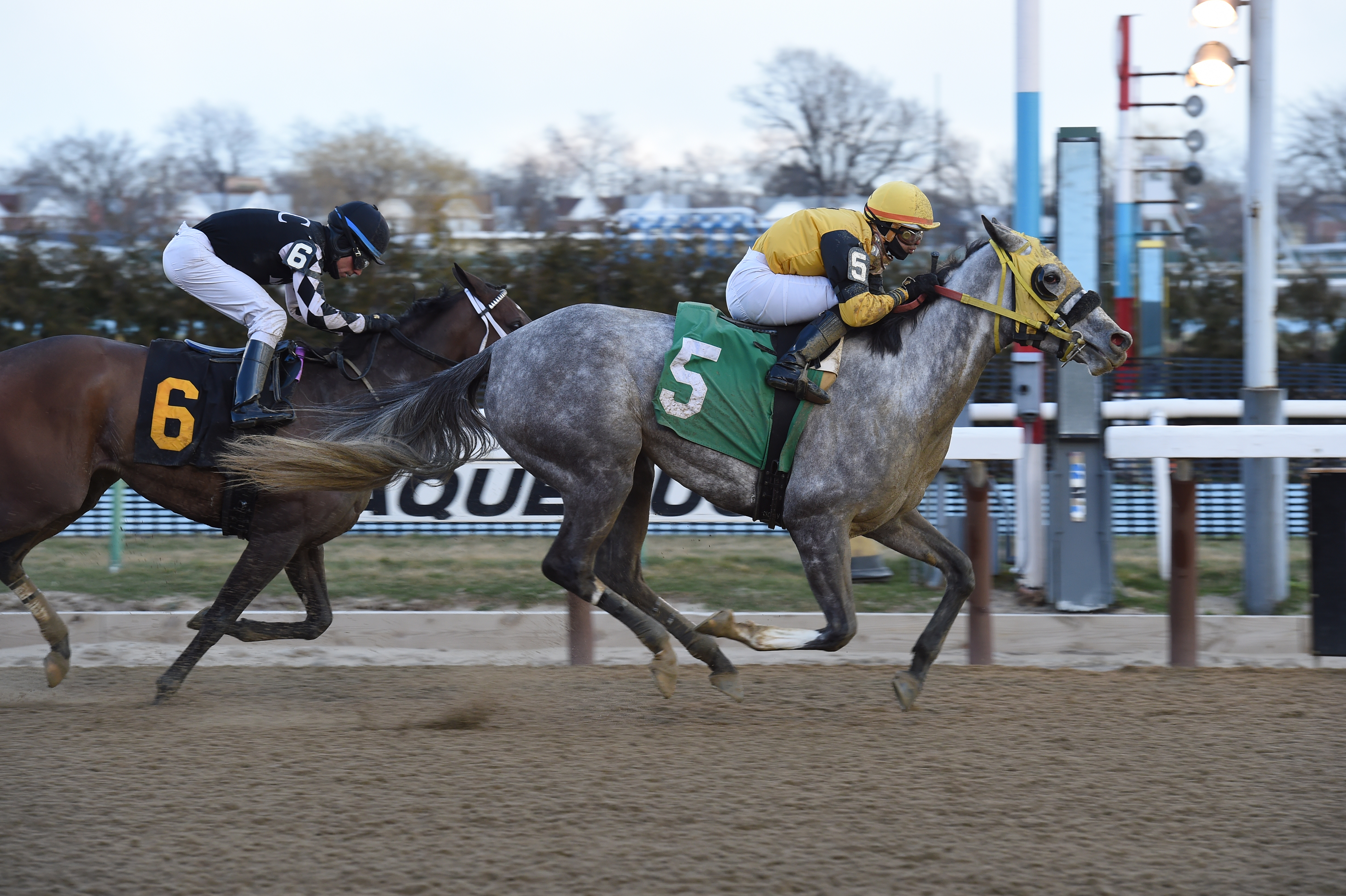 Ring Knocker's win at Aqueduct March 3rd pushed her bankroll to $269,144. Photo courtesy of Adam Coglianese. 