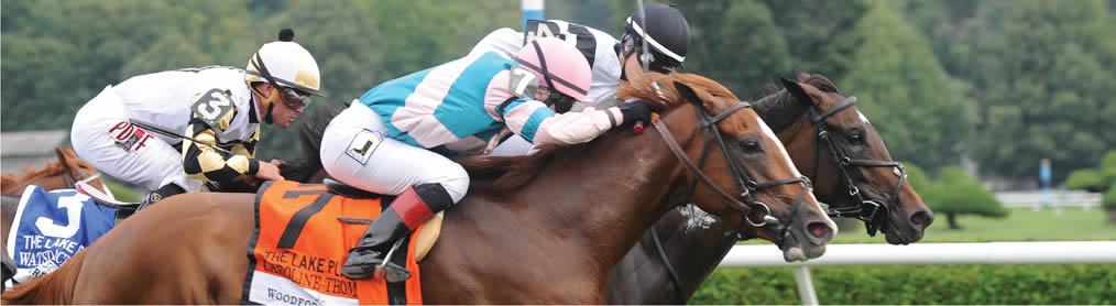 Gold Strike Thoroughbred Horse Profile - Next Race, Form, Stats, News,  Breeding