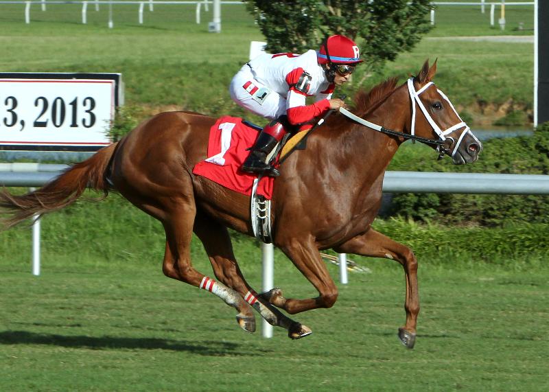 Thank You MaryLou winning the Tippett Stakes at Colonial Downs in 2013. Photo Courtesy Coady Photography.