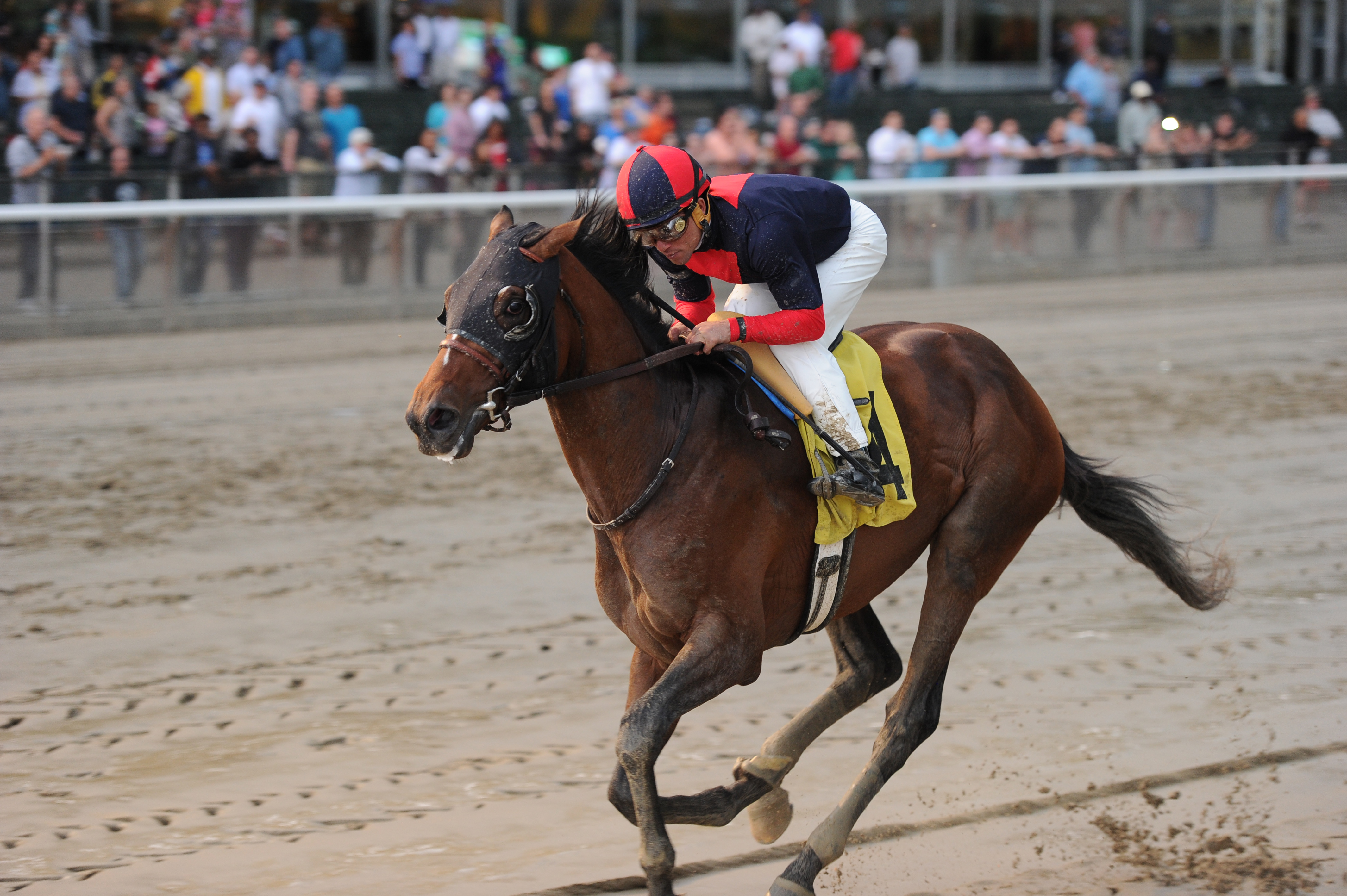 Grade I Belmont winner Tonalist winning the Grade II Peter Pan by 4 lengths. Photo courtesy Chelsea Durand.