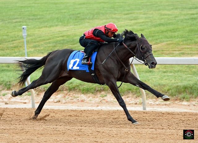 Hip 42, Harlan's Holiday colt consigned by de Meric sales, agent.