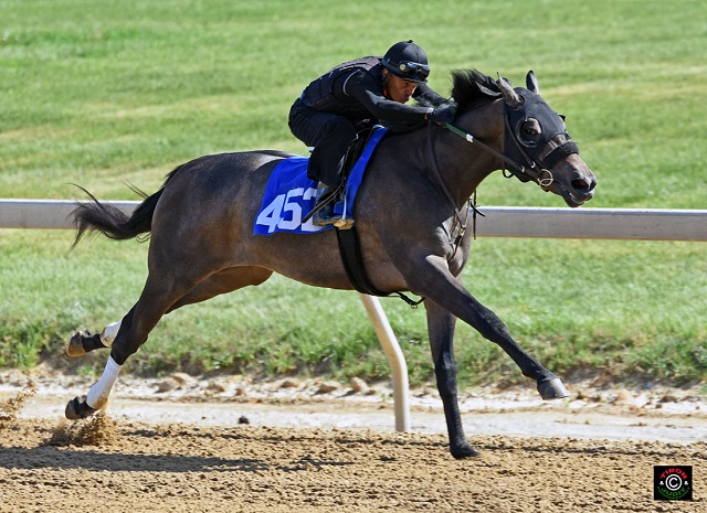 Hip 452. Malibu Moon colt consigned by Pike Racing, agent.