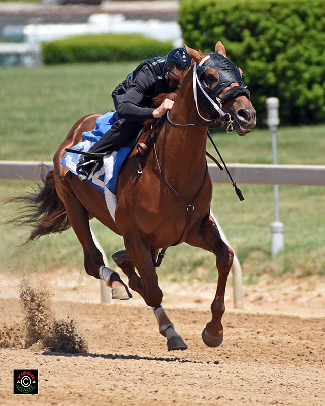 Hip 302, Dunkirk colt consigned by SAB Sales (Scott Bergsrud), agent.