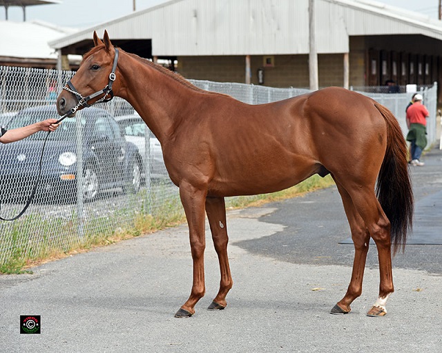 Hip 302, Dunkirk colt consigned by SAB Sales (Scott Bergsrud), agent.