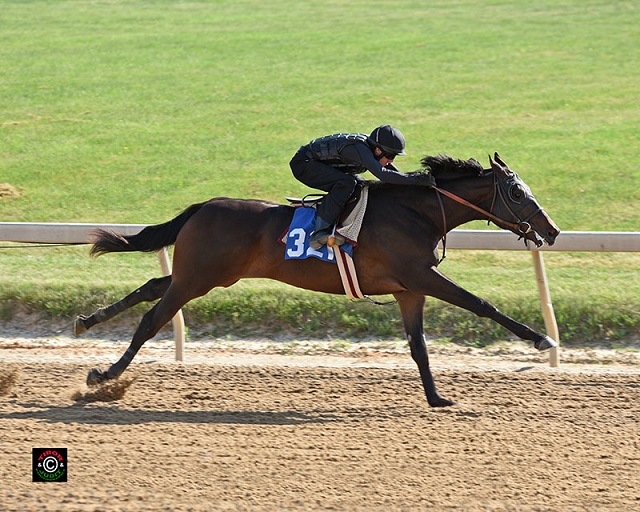 Hip 321. Pioneerof The Nile colt consigned by Marshall Silverman.