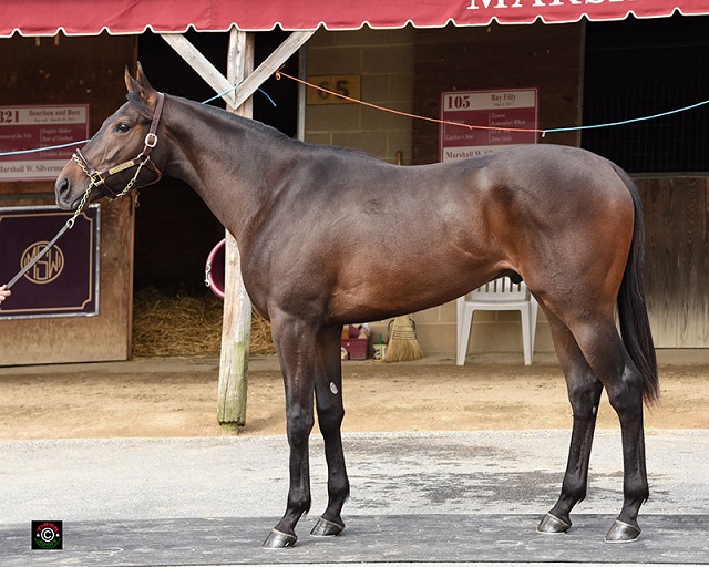 Hip 321. Pioneerof The Nile colt consigned by Marshall Silverman.