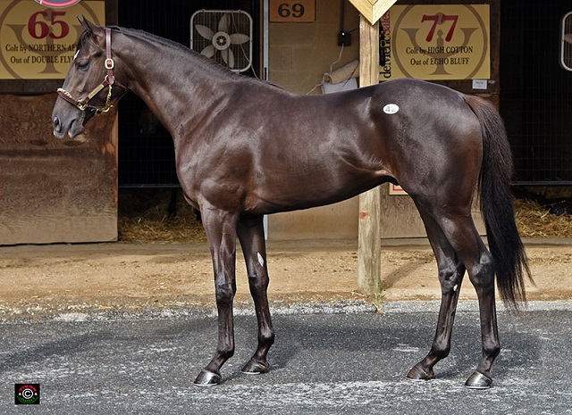 Hip 42, Harlan's Holiday colt consigned by de Meric sales, agent.
