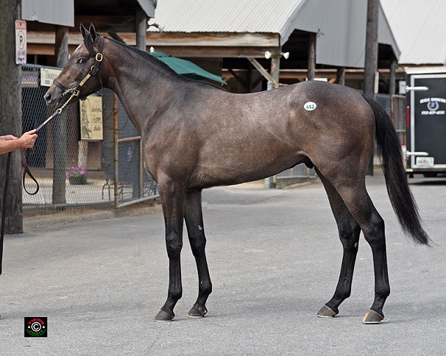 Hip 452. Malibu Moon colt consigned by Pike Racing, agent.