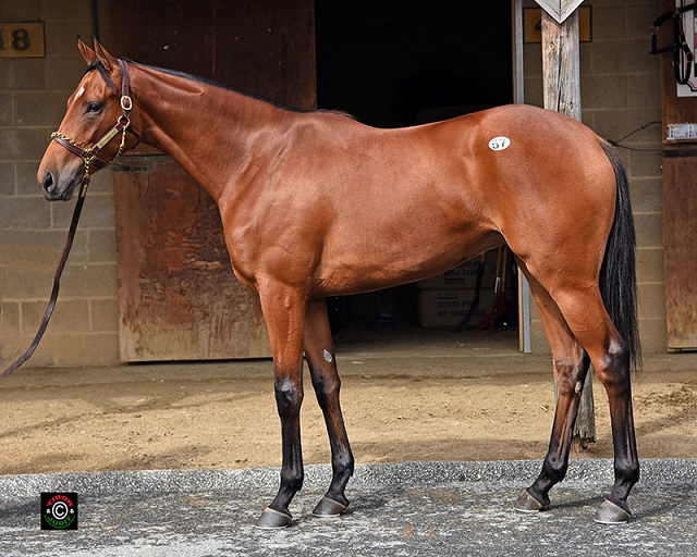 Hip 57, Discreetly Mine filly consigned by Eddie Woods, agent for Smitten Farm.